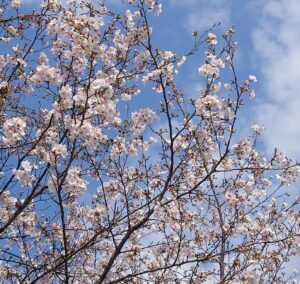 事務所　満開の桜